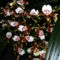 Oncidium Orchidea