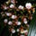Oncidium_orchidea_120743_49436_t