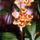 Orchidea-001_120740_12758_t