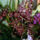 Orchidea-013_120756_62042_t