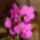 Orchidea-017_120760_17916_t