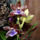 Orchidea-024_120767_71537_t