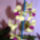 Orchidea-025_120768_74637_t