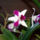 Orchidea-044_120788_14530_t