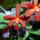 Orchidea-047_120791_95598_t