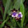 Orchidea-057_120801_84486_t