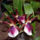 Orchidea-067_120811_81332_t