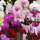 Orchidea_csokor_1200211_2211_t