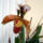 Paphiopedilum_orchidea-002_120766_63398_t