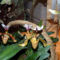 Paphiopedilum Orchidea