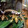 Paphiopedilum_orchidea-003_120769_24263_t