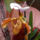 Paphiopedilum_orchidea-004_120776_21312_t