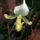 Paphiopedilum_orchidea-007_120799_64138_t