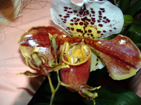 Paphiopedilum Orchidea