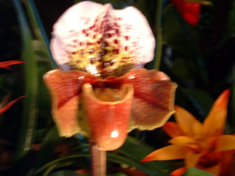 Paphiopedium Orchidea
