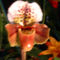 Paphiopedium Orchidea