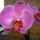 Phalaenopsis_orchidea-005_120775_13201_t