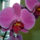 Phalaenopsis_orchidea-006_120779_46752_t