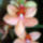 Phalaenopsis_orchidea-008_120789_83128_t