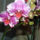 Phalaenopsis_orchidea-010_120808_21646_t
