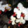Phalaenopsis_orchidea-011_120812_43353_t