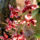 Phalaenopsis_orchidea-012_120750_20077_t