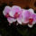 Phalaenopsis_orchidea_120747_75147_t