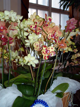 Phalaenopsis orchideák