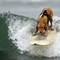 Szörföző kutya