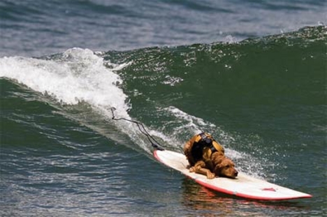 Szörföző kutya  2