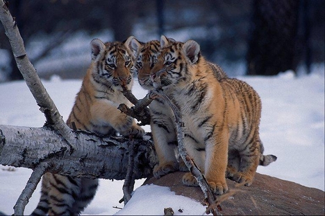 tigrisek =)