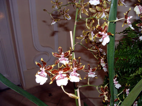 Vuylstekeara Orchidea