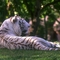 WhiteTiger