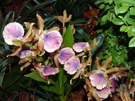 Zygopetalum Orchidea