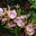 Zygopetalum_orchidea-001_120795_28388_t