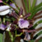Zygopetalum Orchidea