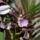 Zygopetalum_orchidea_120794_49465_t