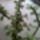 Elefantcserje___portulacaria_afra_1311995_4480_t