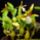 Epidendrum_polybulbon_1311390_8660_t