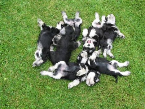miniature-schnauzer-puppies