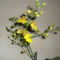 oncidium