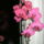Phalaenopsis-001_1311022_4785_t