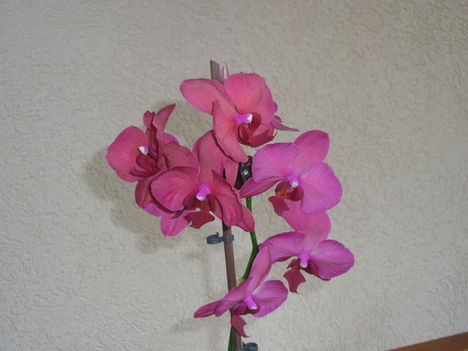 phalaenopsis