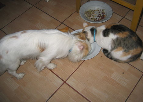Békésen ebédel Benji és Lola a cicánk