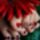 Katica__1305499_9888_n_1312103_5893_t