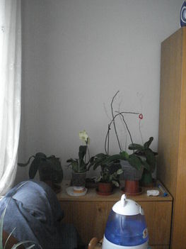 Orchideák az ablaktól nem messze.