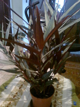 gyömbérbambusz,  (alpinia luteocarpa red bamboo)