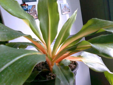 narancsvulkán,  (chlorophytum orchidastnum green orange)