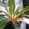 narancsvulkán,  (chlorophytum orchidastnum green orange)