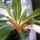 Narancsvulkan__chlorophytum_orchidastnum_green_orange_1313885_2388_t